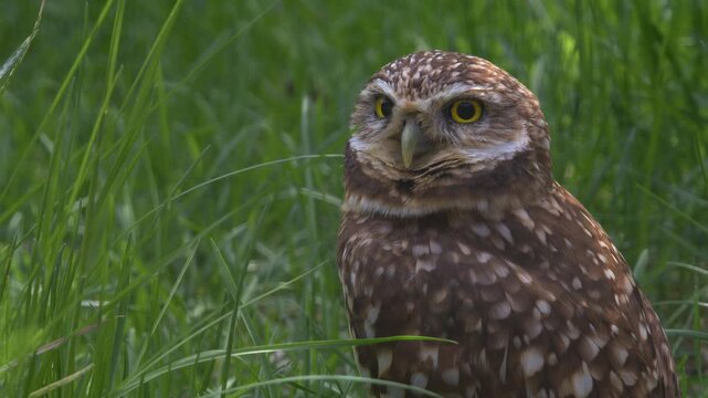Low angle closeup: Cute Burrowing owl surrounded by lush green grass