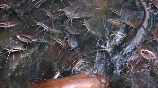 Catfish Gathering at Surface of Aquaculture Pond. Close-up view of catfish swimming and feeding at the surface of a fish farming pond. Dynamic aquaculture scene with freshwater fish and textured water