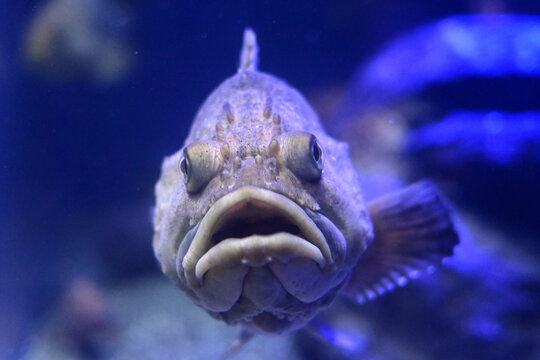 Close-up front portrait of a funny grumpy-looking fish in a blue aquarium