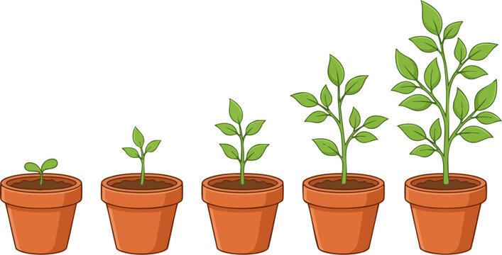 Plant growth stages in terracotta pots, green seedling life cycle vector, botanical development sequence from sprout to mature plant
