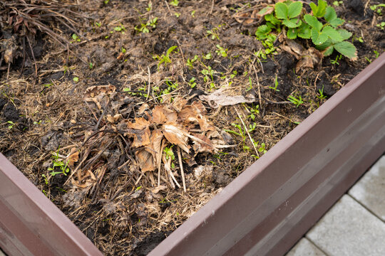 Dead strawberry leaves in garden bed showing winter damage and decay  