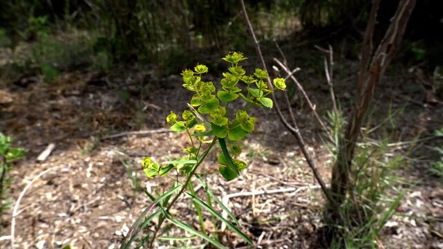 4K shot of leafy spurge Euphorbia esula plant swaying in the wind