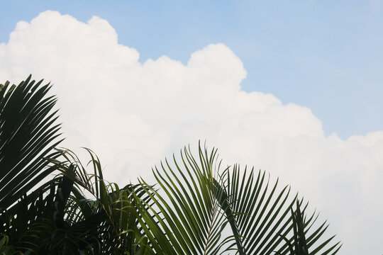 Tropical palm fronds beneath a cloudy blue sky, creating a calm outdoor scene.