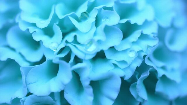 Blue flower petals form an abstract, soothing pattern with soft shadows and highlights, creating a calm, tranquil natural background or delicate floral texture