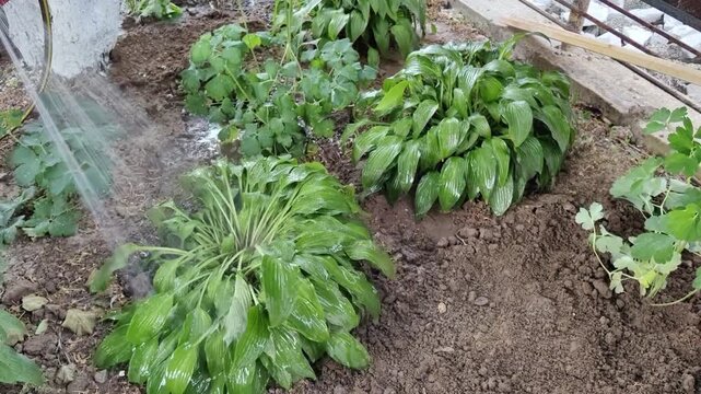 watering young green hosta plants growing in dark garden soil, organic farming concept, spring landscaping, sustainable agriculture, natural growth, and cultivation.
