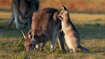 Young Kangaroo Joey Standing Near Adult Grazing in Golden Sunset Light © blueringmedia