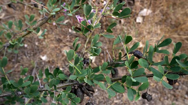 4K macro shot of a bee fly Bombyliidae insect sitting on a plant