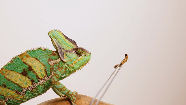 Veiled Chameleon Looking at a Worm Held by Tweezers in Studio