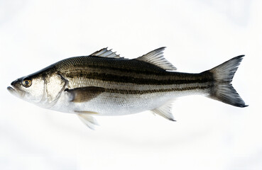 Obraz premium Striped bass fresh, USA fresh, fresh fish on a white background.