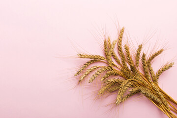 Fototapeta premium Sheaf of wheat ears close up and seeds on colored background. Natural cereal plant, harvest time concept. Top view, flat lay with copy space. world wheat crisis
