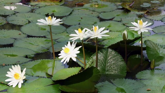 Blooming white water lilies surrounded by floating green lily pads on a peaceful pond surface. Calm tropical nature scene with aquatic plants and relaxing atmosphere.