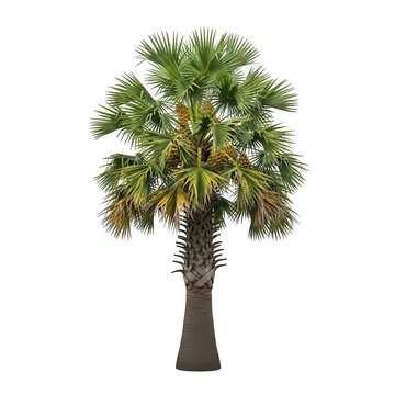 A single sabal palmetto palm tree with fan-shaped green fronds and clusters of small brown berries, isolated against a solid black background