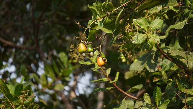 Cashew Apples and Nuts Growing on Tree Branch in Plantation Orchard