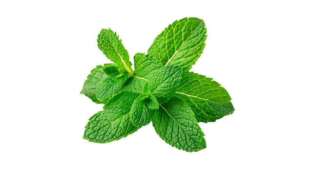 A fresh bunch of vibrant green aromatic peppermint spearmint leaves cooking herbal ingredient isolated on transparent background
