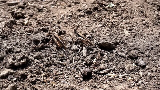 4K macro shot of two grasshoppers sitting on the ground in wild habitat