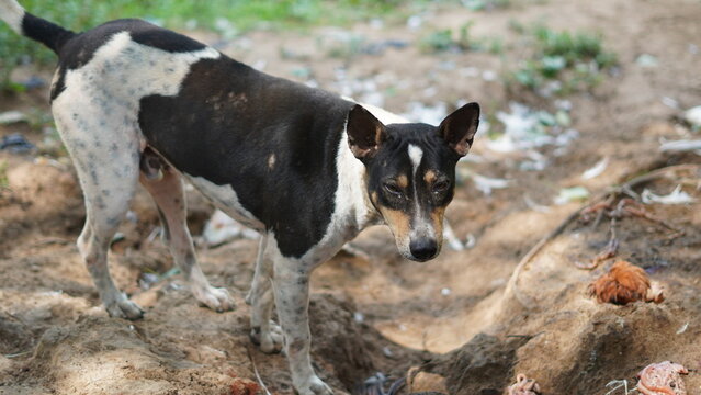 Homeless Black and White Street Dog Looking at Camera Outdoors