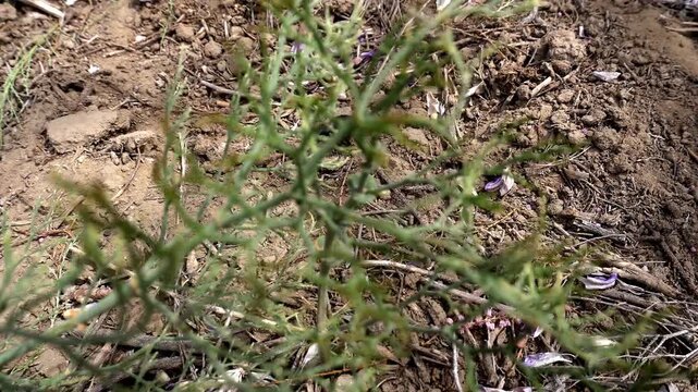 Black beetle crawling through dry grass in natural habitat.