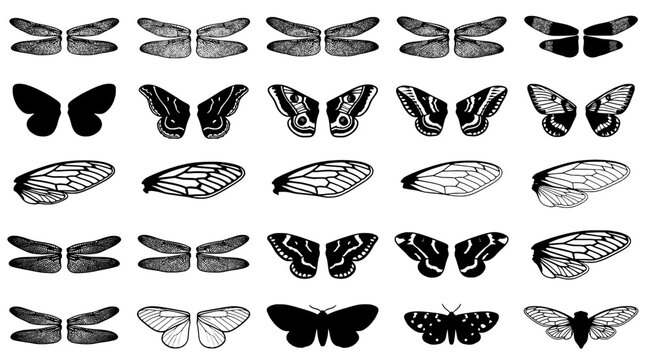 Butterflies and moths collection with intricate patterns and designs featuring insects, nature, black and white with vector and illustration elements