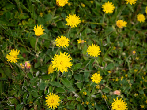 Yellow hawkweed wildflowers blooming in green meadow grass. Close-up of spring meadow flowers and natural floral background outdoors.