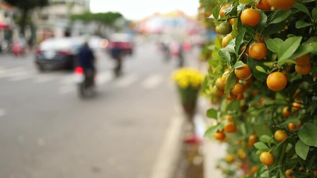 Potted kumquat trees for sale on a street in Nha Trang, Vietnam. Close-up of traditional tangerine citrus plants for Tet Lunar New Year celebration with blurred traffic.
