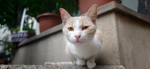 A cat sitting on a ledge next to a plant © BURNINGINVESTMENT