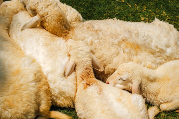 Fluffy White Lambs Cuddled Together and Sleeping on Green Grass © Александр Коноплев