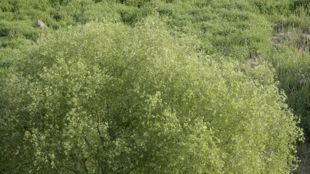 Lush Spring Tree Leaves and Branches Rustling in the Breeze by Geumgang River