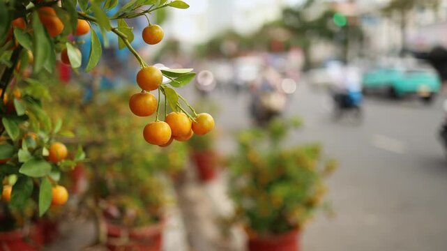 Potted kumquat trees for sale on a street in Nha Trang, Vietnam. Close-up of traditional tangerine citrus plants for Tet Lunar New Year celebration with blurred traffic.