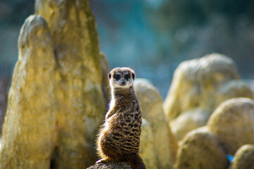 Fototapeta premium Wild animal in natural habitat, oposum