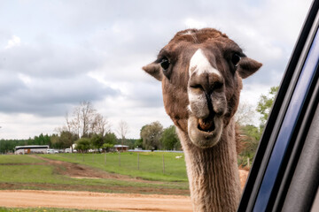 Fototapeta premium Curious brown llama looking inside an open car window, extremely close-up view of a funny animal encounter during a safari park road trip adventure
