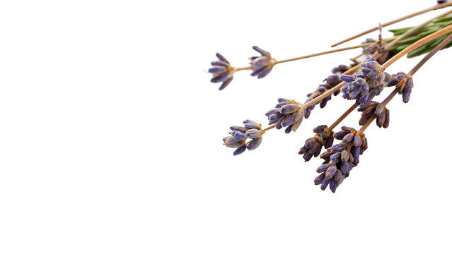 A small delicate bunch bouquet of fresh purple lavender flowers herbal plant botany isolated on transparent background