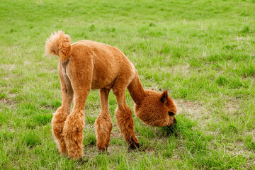 Fototapeta premium Funny sheared brown alpaca grazing on a vibrant green grass field, cute fluffy animal after haircut at a livestock farm or wildlife park