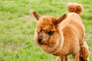 Fototapeta premium Close-up portrait of a funny sheared brown alpaca with a round fluffy haircut, cute camelid looking at camera on a green grass background