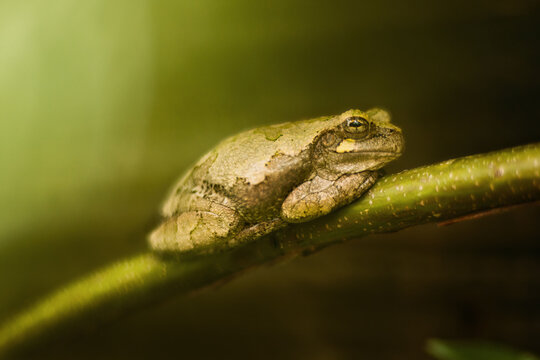 Close-up of Grey Tree frog on Limb