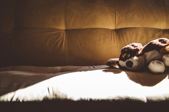 Stuff Animal Laying on Couch with Sunlight