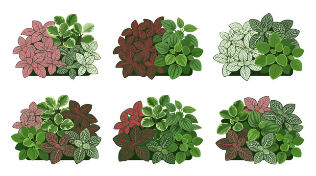 Collection of six colorful potted fittonia plants with green and pink leaves, decorative houseplants for interior design and botanical illustrations