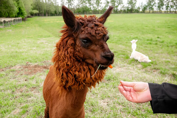 Fototapeta premium Close-up of a tourist hand feeding a fluffy dark brown alpaca with a carrot on a green meadow, baby alpaca cria resting in the background, eco tourism concept