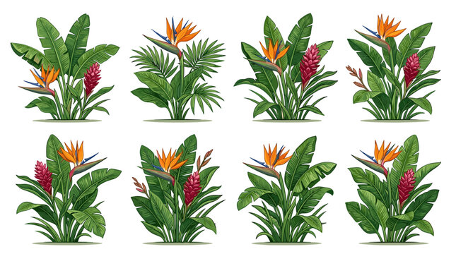 Exotic tropical plants collection with vibrant bird of paradise flowers and red ginger flowers isolated on white background
