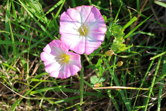 2 fleures de liseron
