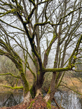 Moss-Covered Tree by Water