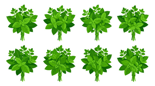 Collection of fresh green basil herb bunches tied with twine isolated on white background healthy organic cooking ingredient culinary herb for food preparation and recipes