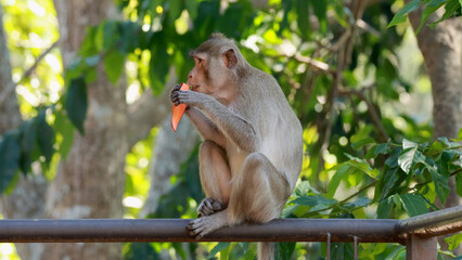 Fototapeta premium A Macaque Monkey Sitting on a Railing Eating a Carrot Snack