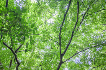 Fototapeta premium Green