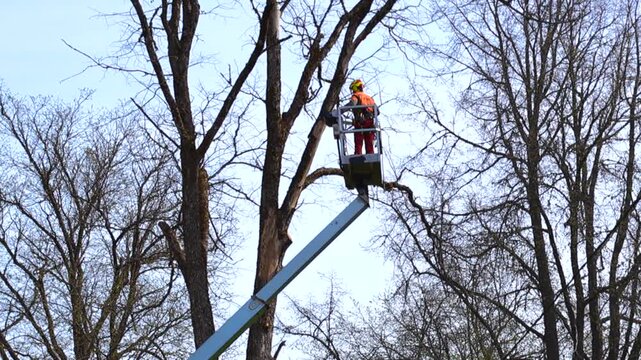 Arborist Cutting Tree Branches with a Chainsaw in a Bucket Truck