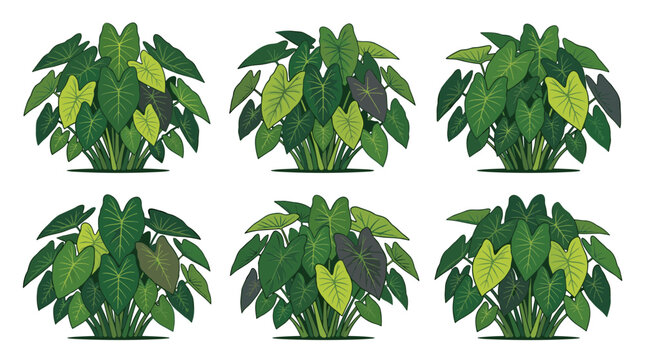 Collection of lush green elephant ear plants with varied leaf tones arranged in a grid pattern, showcasing tropical foliage variety