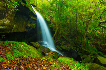 Fototapeta premium waterfall in the forest
