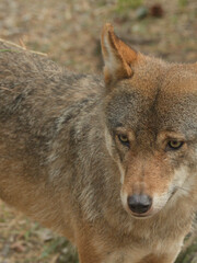 Fototapeta premium Close-up Portrait of an Alert Wild Wolf in the Scottish Highlands