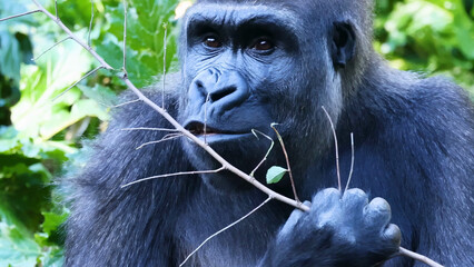 Fototapeta premium Close-Up of a Gorilla Holding a Branch and Eating in Lush Greenery