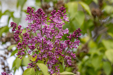 Fototapeta premium Full frame abstract texture background of flower blossoms and buds on a Persian lilac bush (syringa persica)