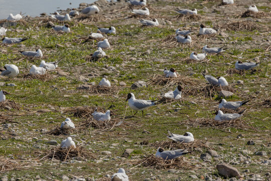 Black headed gull wears nesting material to nest in breeding colony
